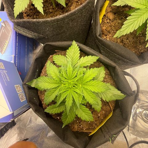 Babys try one growlog photo: Schönes Wachstum seitdem letzten Wochenende. Lampe abgehangen auf 46cm bei 75% Lampenleistung. 