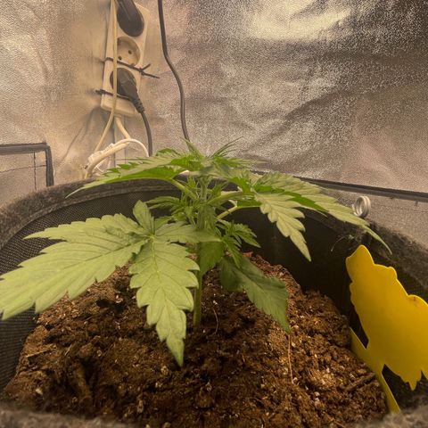 Babys try one growlog photo: Schönes Wachstum seitdem letzten Wochenende. Lampe abgehangen auf 46cm bei 75% Lampenleistung. 