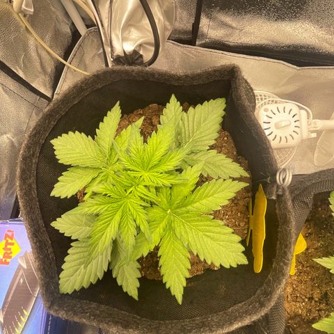 Babys try one growlog photo: Schönes Wachstum seitdem letzten Wochenende. Lampe abgehangen auf 46cm bei 75% Lampenleistung. 