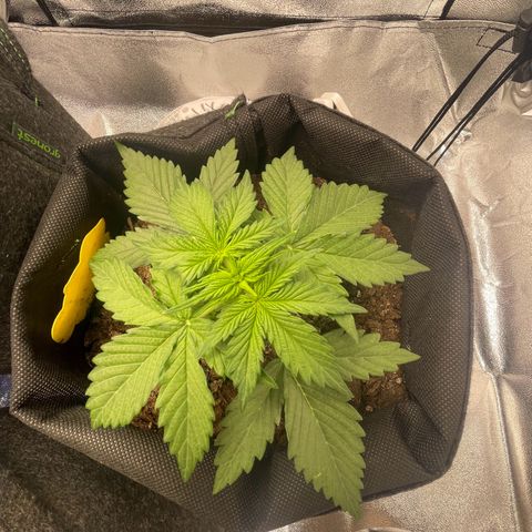 Babys try one growlog photo: Schönes Wachstum seitdem letzten Wochenende. Lampe abgehangen auf 46cm bei 75% Lampenleistung. 
