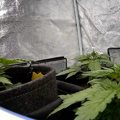 Babys try one growlog timeline photo