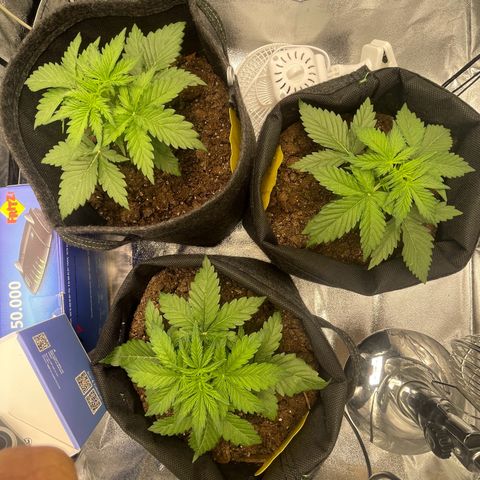 Babys try one growlog timeline photo