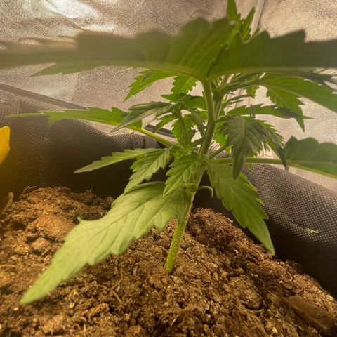 Babys try one growlog timeline photo
