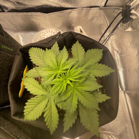 Babys try one growlog timeline photo