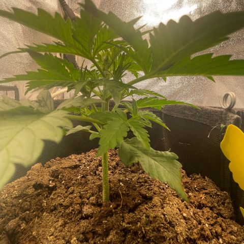 Babys try one growlog timeline photo