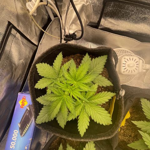 Babys try one growlog timeline photo
