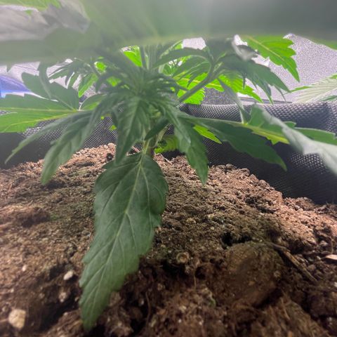 Babys try one growlog timeline photo