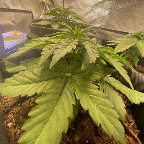 Babys try one growlog timeline photo