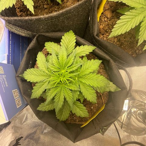 Babys try one growlog timeline photo