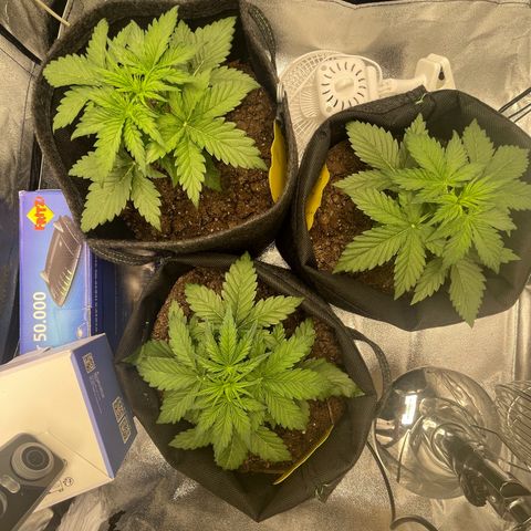 Babys try one growlog timeline photo