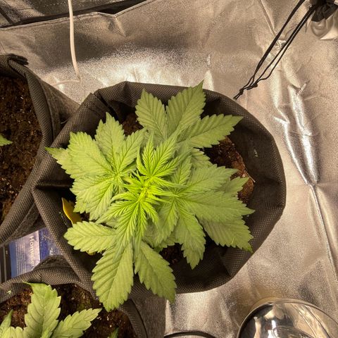 Babys try one growlog timeline photo