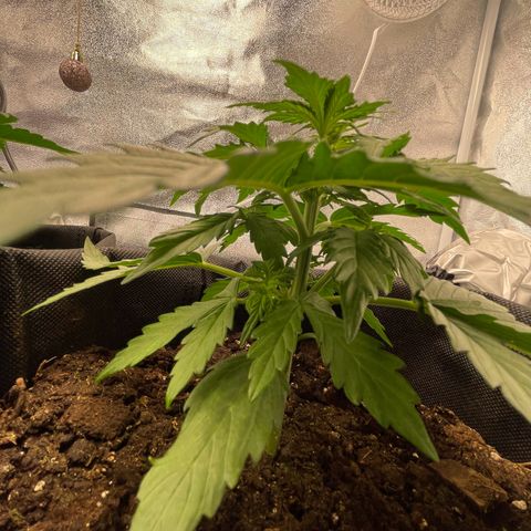 Babys try one growlog timeline photo