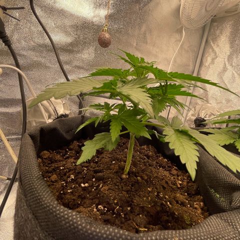 Babys try one growlog timeline photo