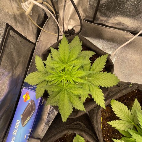 Babys try one growlog timeline photo