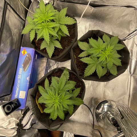 Babys try one growlog timeline photo