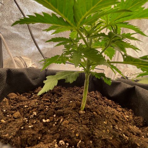 Babys try one growlog timeline photo
