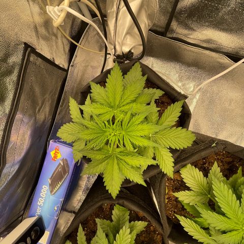 Babys try one growlog timeline photo
