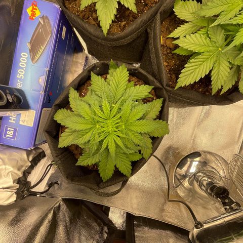 Babys try one growlog timeline photo