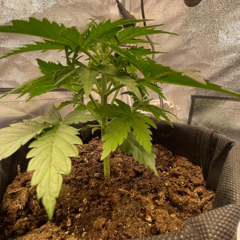 Babys try one growlog timeline photo
