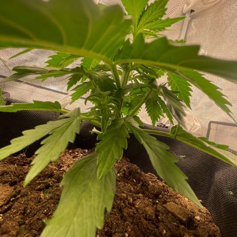 Babys try one growlog timeline photo