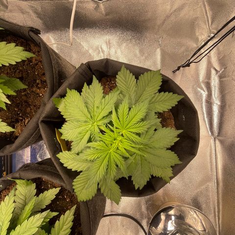 Babys try one growlog timeline photo