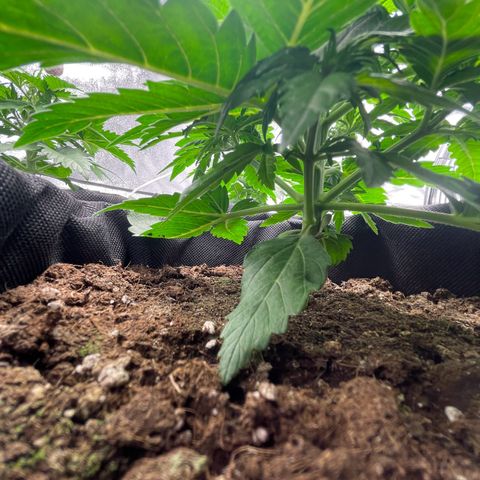 Babys try one growlog timeline photo