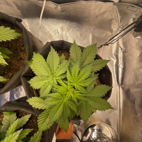 Babys try one growlog timeline photo