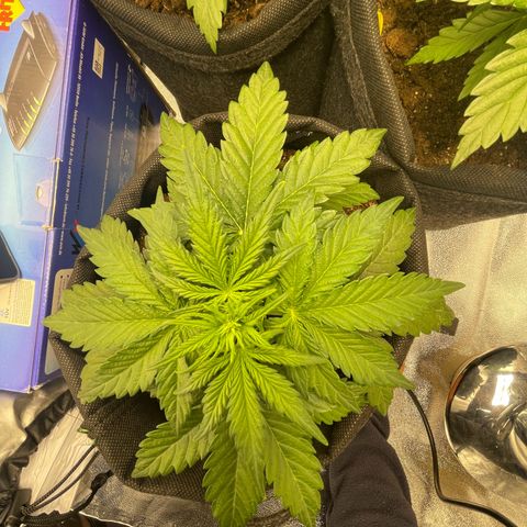 Babys try one growlog timeline photo