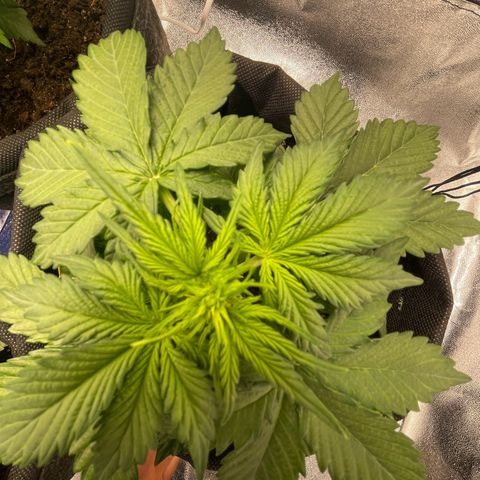 Babys try one growlog timeline photo
