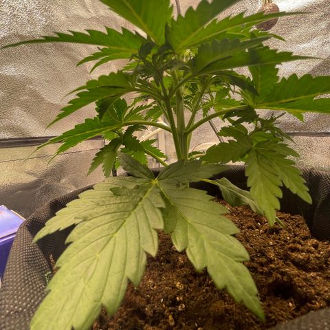 Babys try one growlog timeline photo