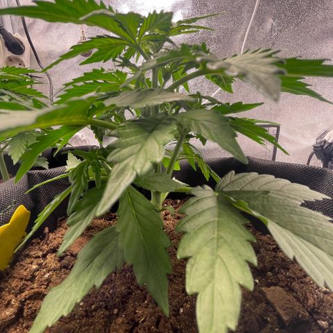 Babys try one growlog timeline photo