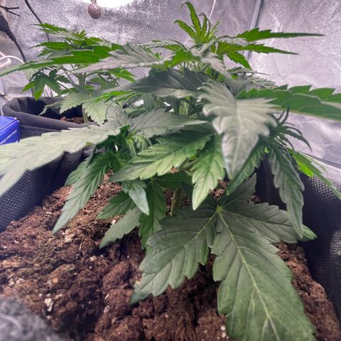 Babys try one growlog timeline photo