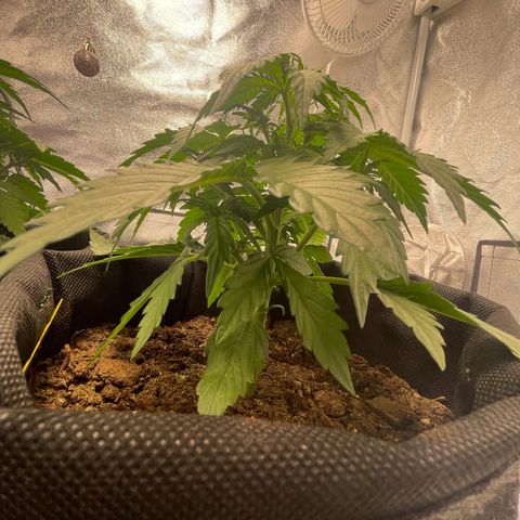 Babys try one growlog timeline photo