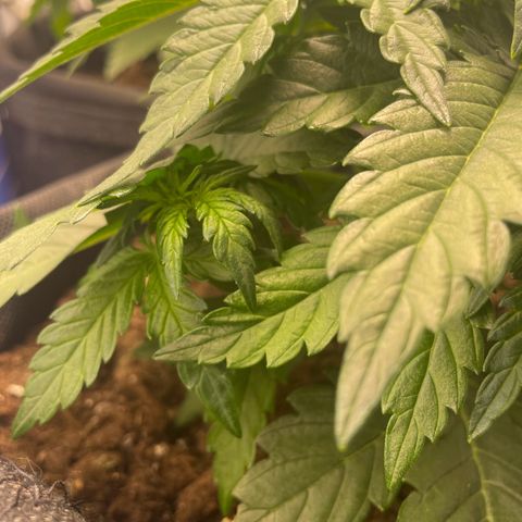 Babys try one growlog timeline photo