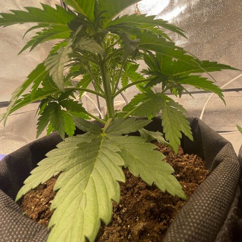 Babys try one growlog timeline photo