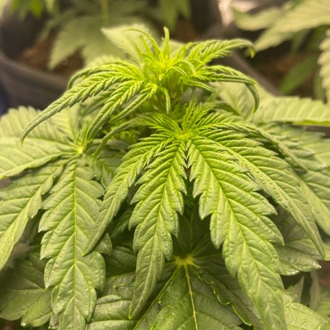 Babys try one growlog timeline photo