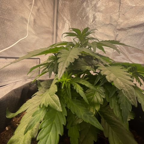 Babys try one growlog timeline photo