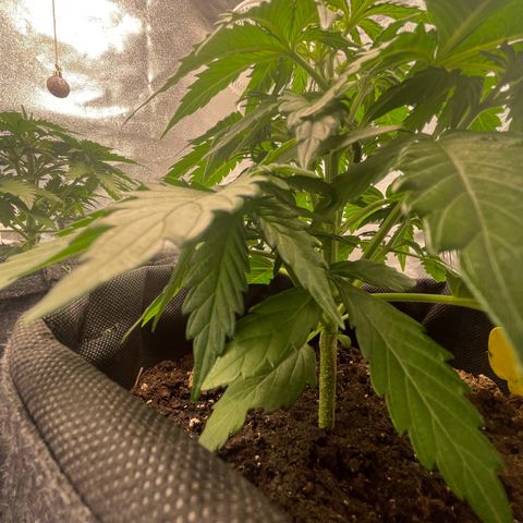 Babys try one growlog timeline photo