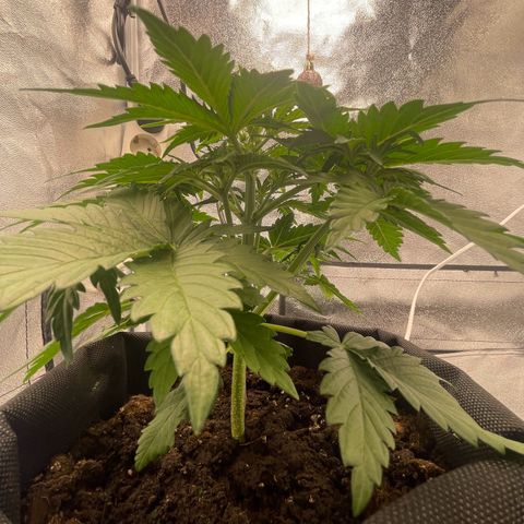 Babys try one growlog timeline photo