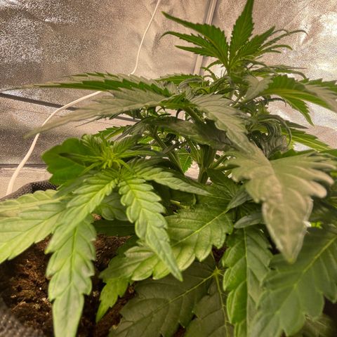 Babys try one growlog timeline photo