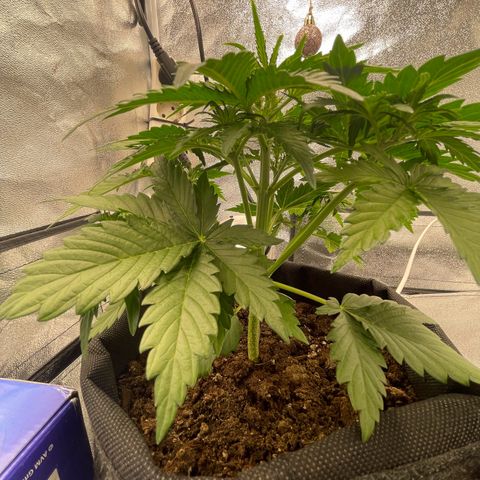 Babys try one growlog timeline photo
