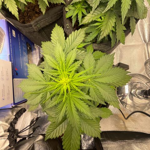 Babys try one growlog timeline photo