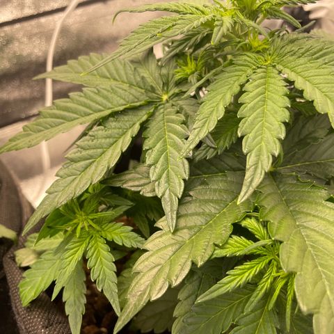 Babys try one growlog timeline photo