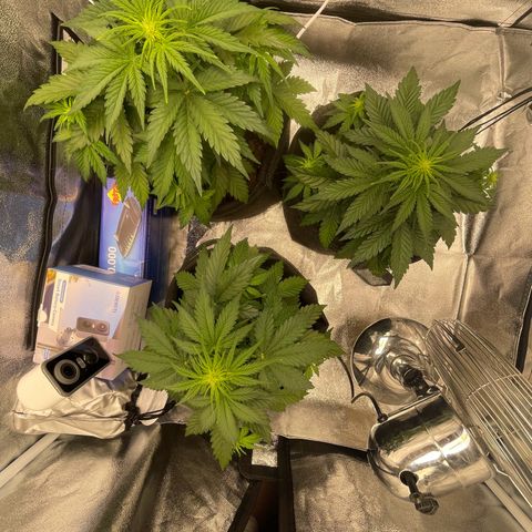 Babys try one growlog timeline photo