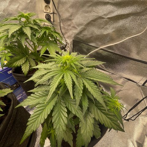Babys try one growlog timeline photo