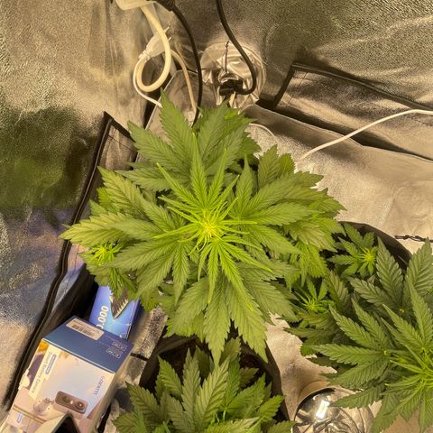 Babys try one growlog timeline photo