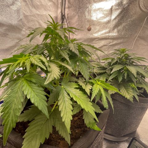 Babys try one growlog timeline photo