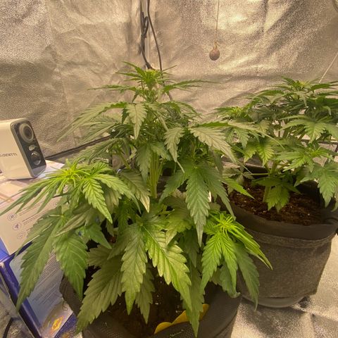 Babys try one growlog timeline photo