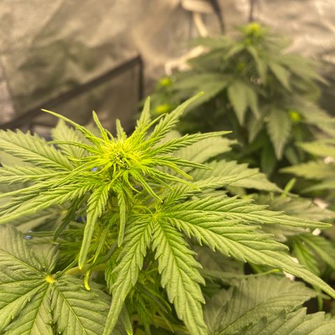 Babys try one growlog timeline photo