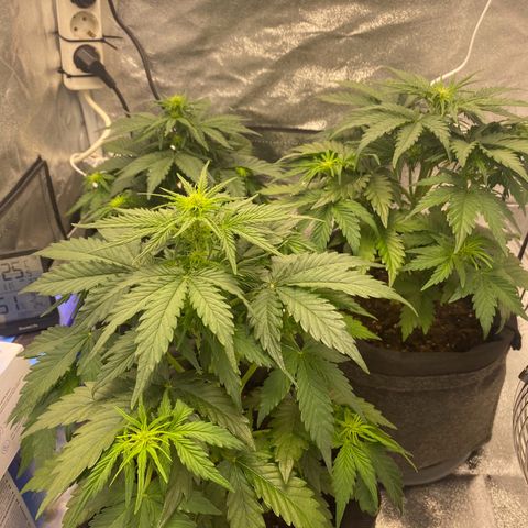 Babys try one growlog timeline photo